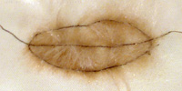 Hairy